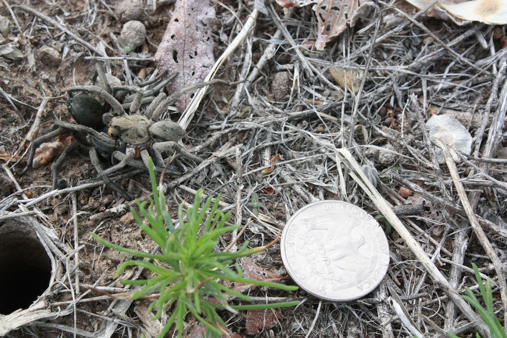 Colorado Burrowing Wolf Spider (Lycosidae) Canon City, C… Flickr