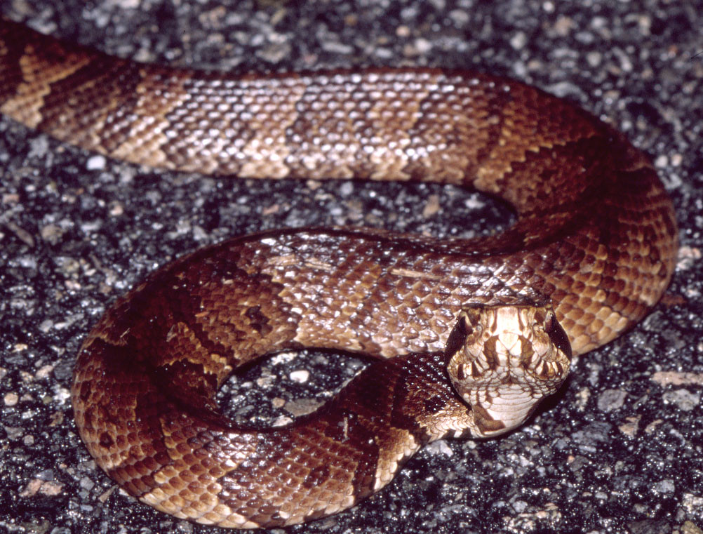 cottonmouth SE USA Juvenile cottonmouth Agkist… Flickr