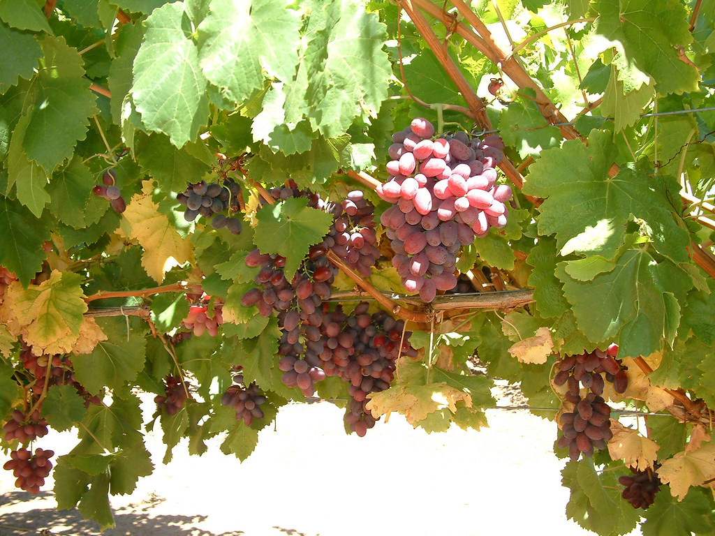 Grapes in the Swan Valley ameland 1732 Flickr