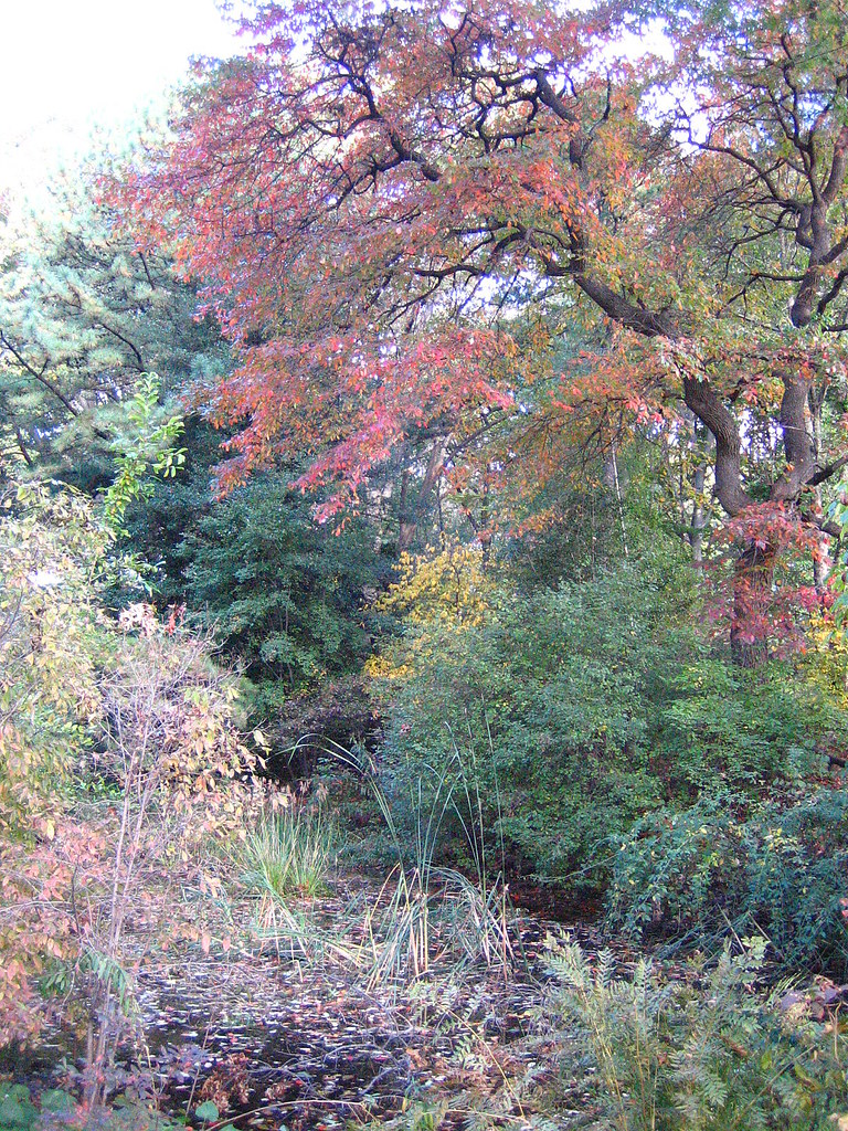 Nyssa sylvatica by the pond Nyssa sylvatica common name = … Flickr
