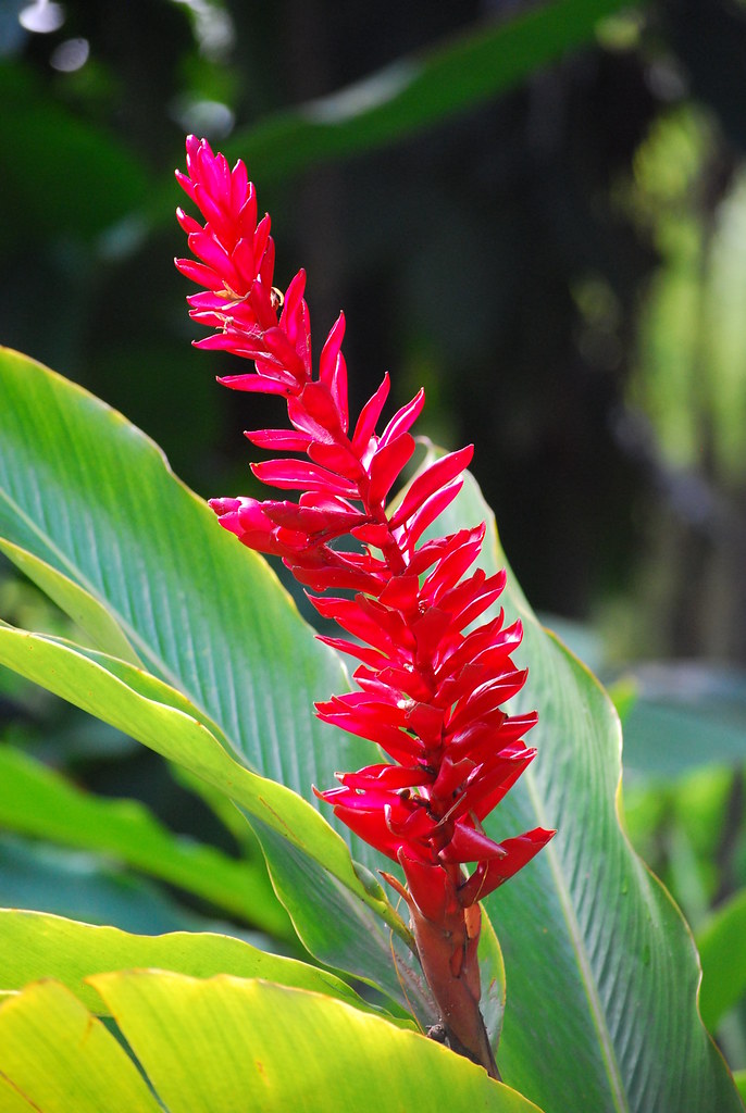Red ginger / Alpinia purpurata Identified by nipplerings72… Flickr
