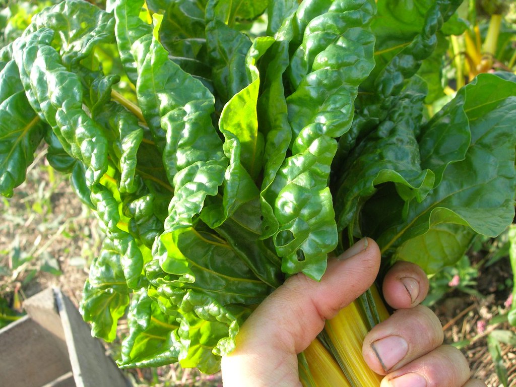 Chard! Eight Acres at Wheatland Vegetable Farms Flickr