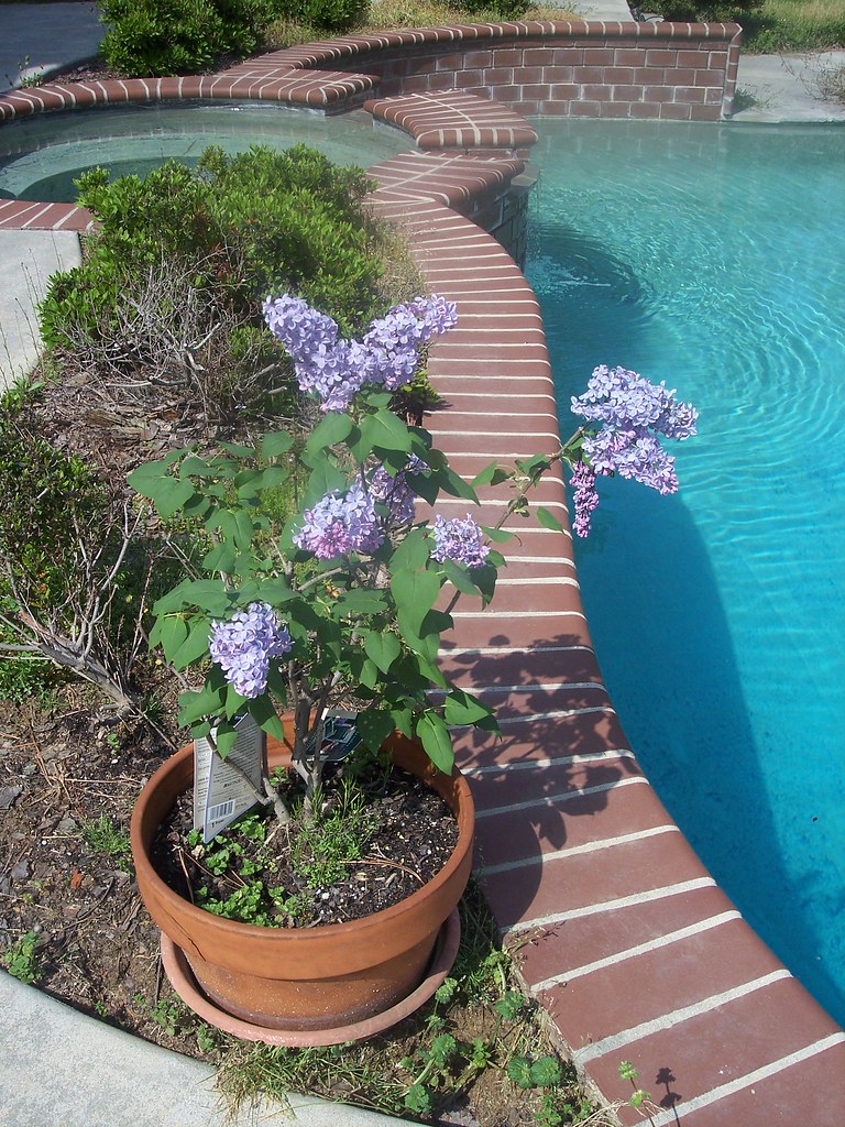 100_2185 my lilac bush in bloom uploaded by mistake jenk1040 Flickr