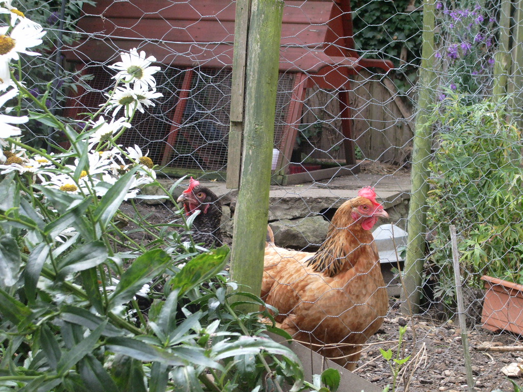 hens in the pen aimee rivers Flickr