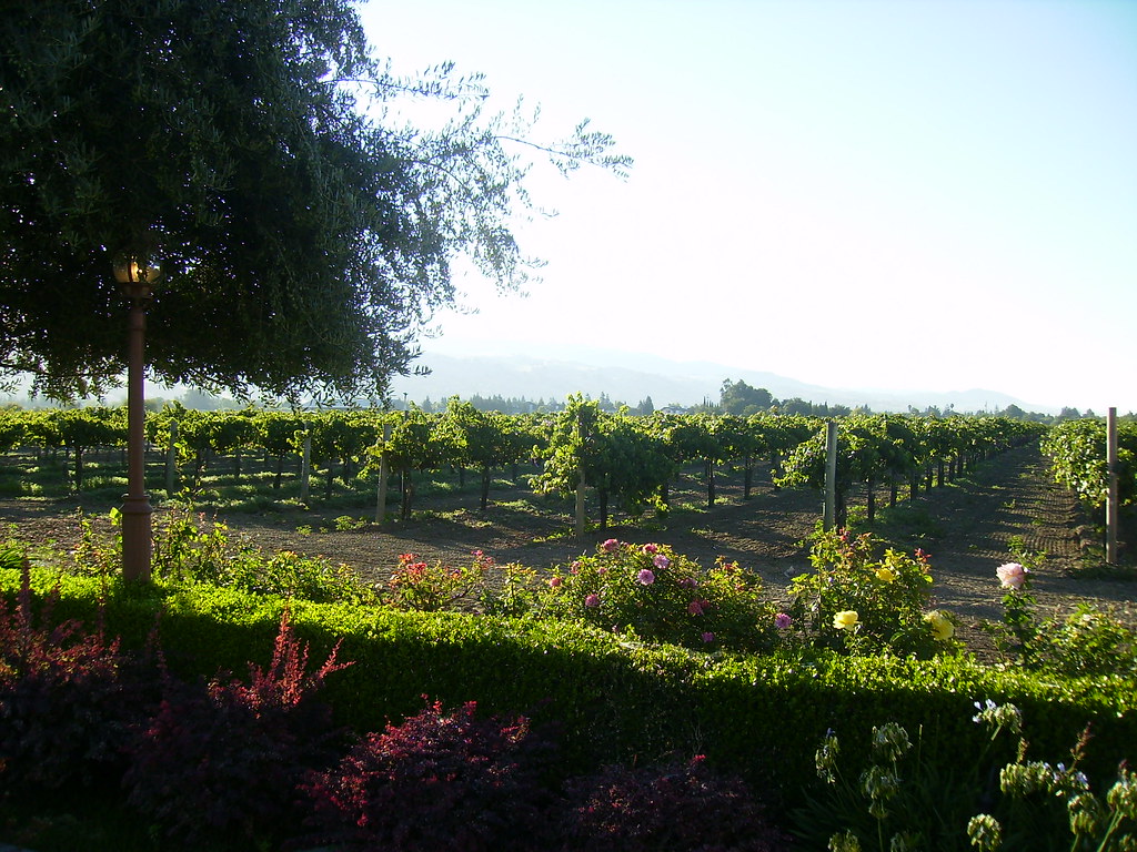 Vineyard in San Jose, Guglielmo Winery Niyantha Shekar Flickr