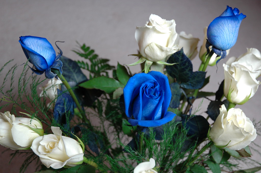 DSC_7842 Valentine's day blue and white roses from HB DanieD Flickr