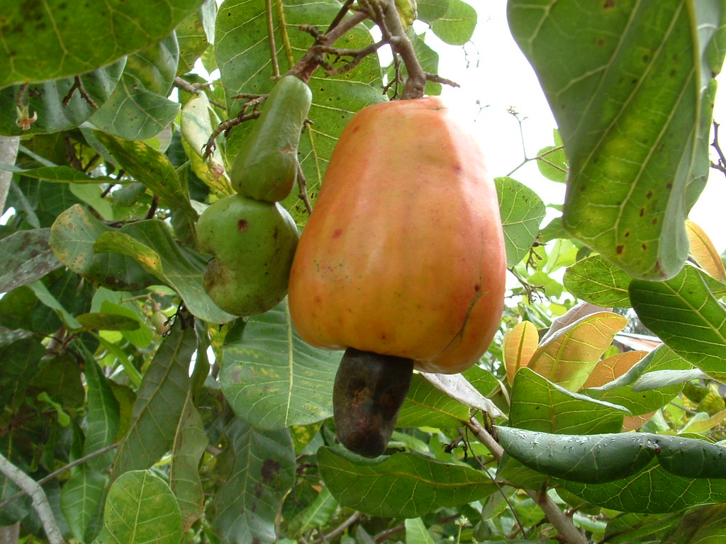 Cashew fruit Guyana, South America Cashew fruit with nut a… Flickr