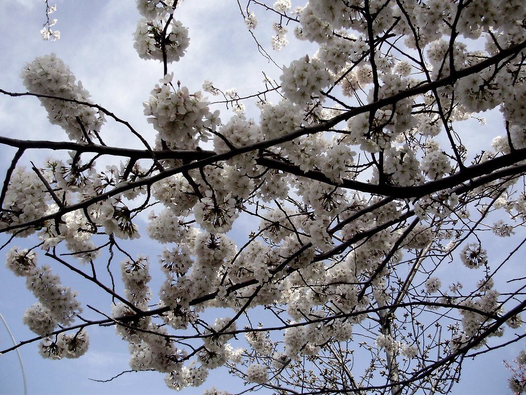 Cherry Blossoms, Flushing Meadows. Flushing, Queens, NY Flickr