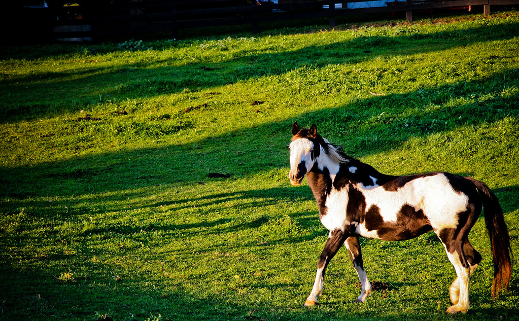 Horse at Sunset Ontario. Mel Romero Flickr