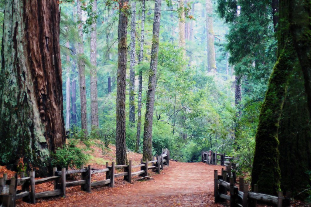 Big Basin Hiking Trails Big Basin Redwoods State Park Hiking Trail at Big Basin Re… Flickr