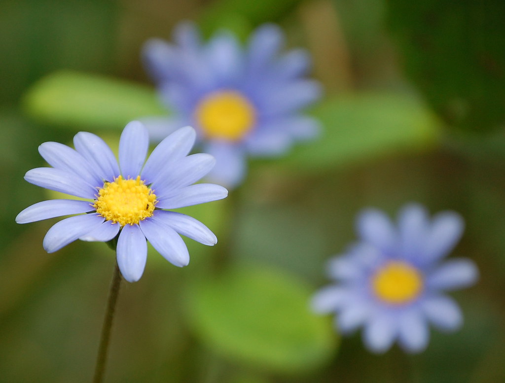 Blue And Yellow Flowers Meaning / Different Types of Yellow Flowers and
