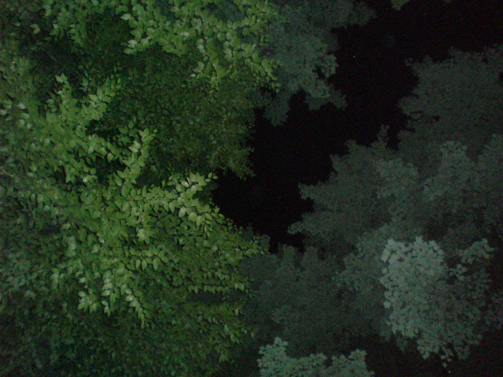 tree canopy a tree canopy at East Branch Dam Campground