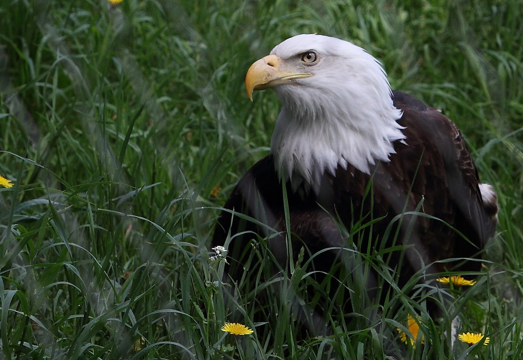 bald eagle ground Korey Chandler Flickr