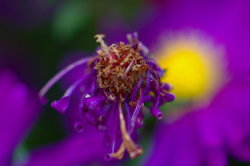 Dead flowers a few shots with 105mm macro The chb1848 Flickr