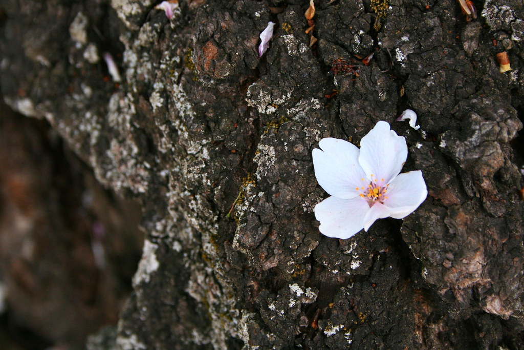 Cherry Tree Dreaming of beautiful days Cherry flower fal… Flickr