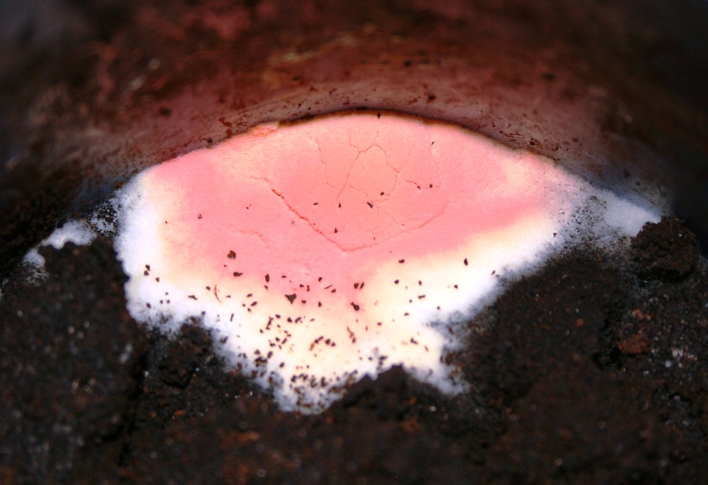 Think Pink White and pink mold on top of old coffee ground… Flickr