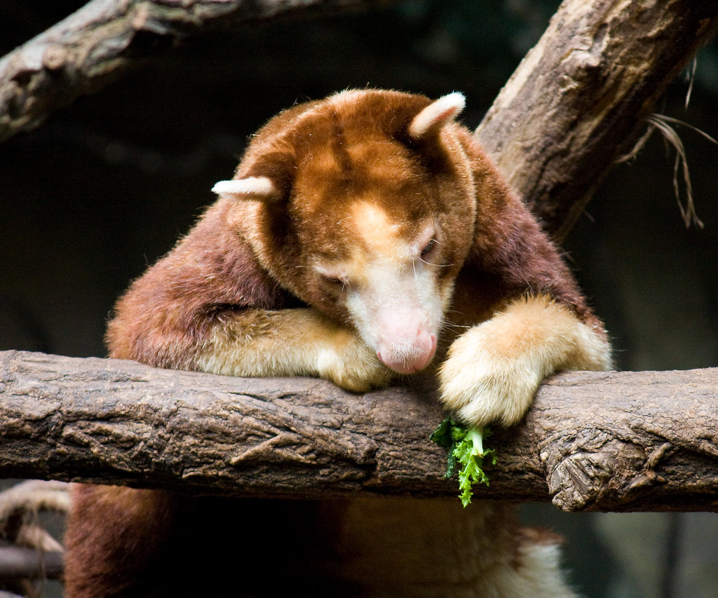 Tree kangaroo, Bronx Zoo Garrett Ziegler Flickr