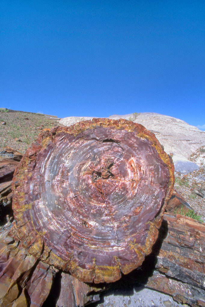 Petrified Wood, Petrified Forest National Park, Apache Cou… Flickr