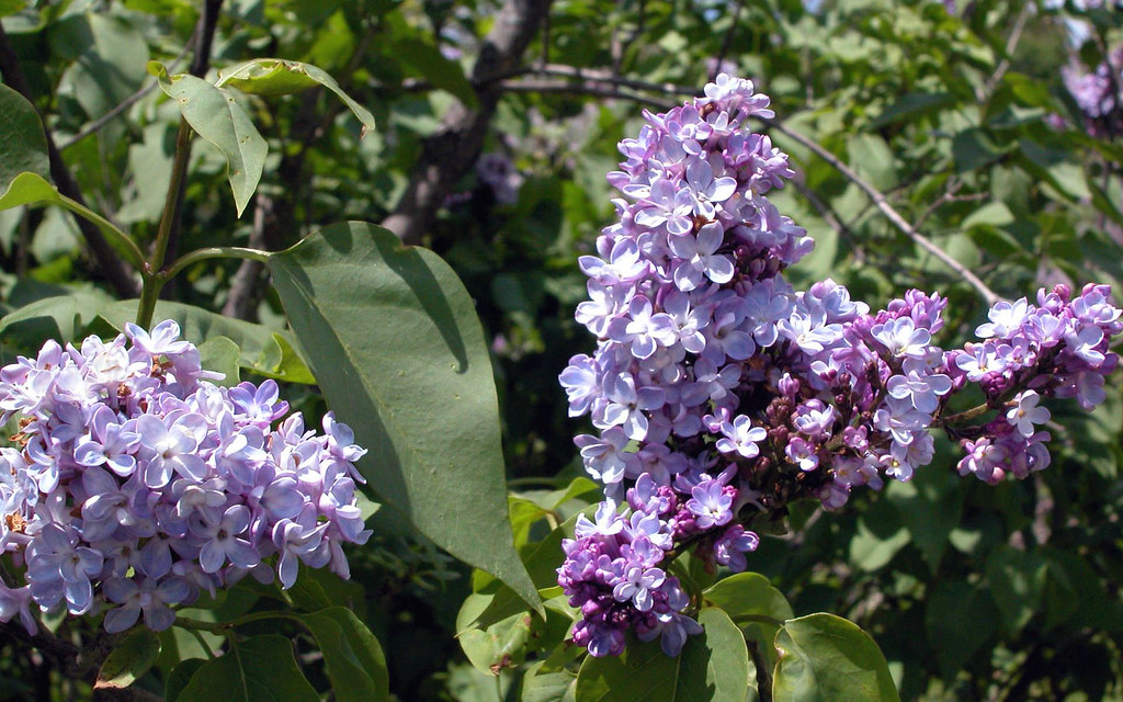Purple Lilac Blossoms Arboretum longrieg Flickr