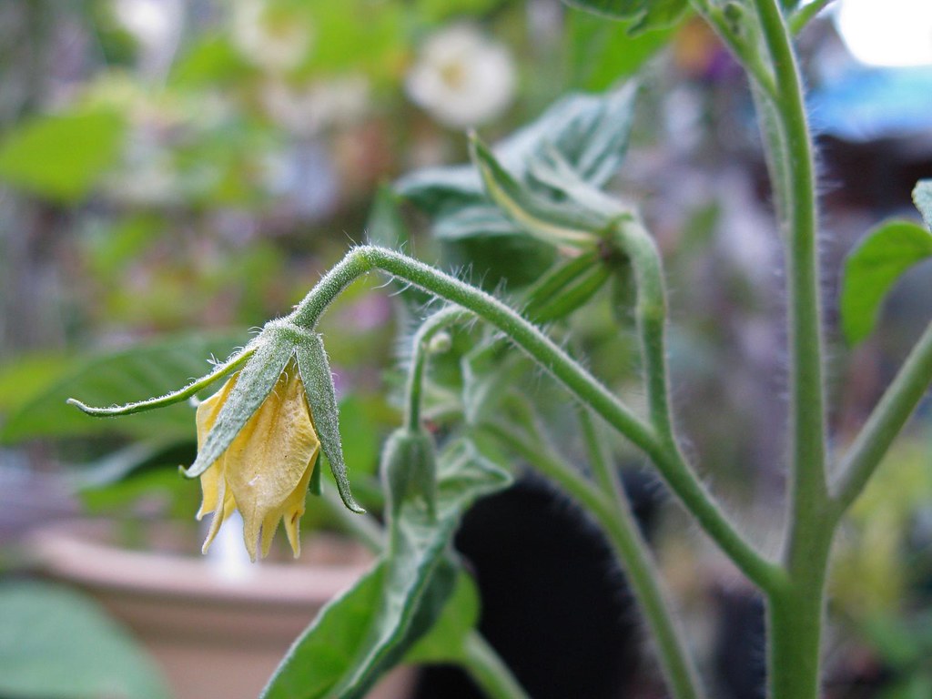 Tomato 'Brandywine OTV' Flower The Brandywine OTV Tomato a… Flickr