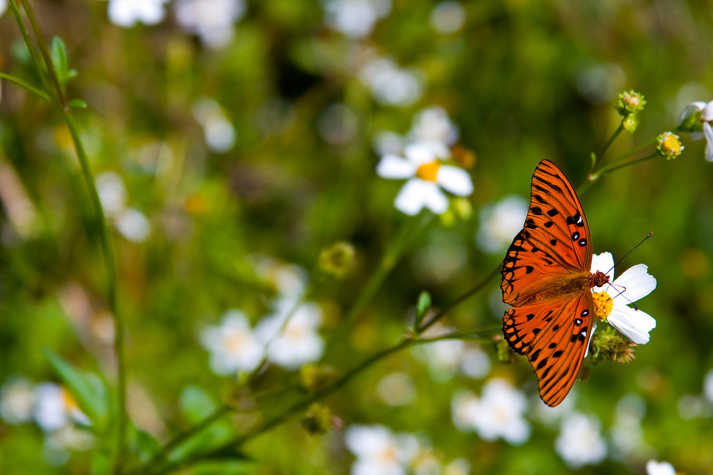 Butterfly A butterfly near Wakulla Springs, FL pmhalnc Flickr