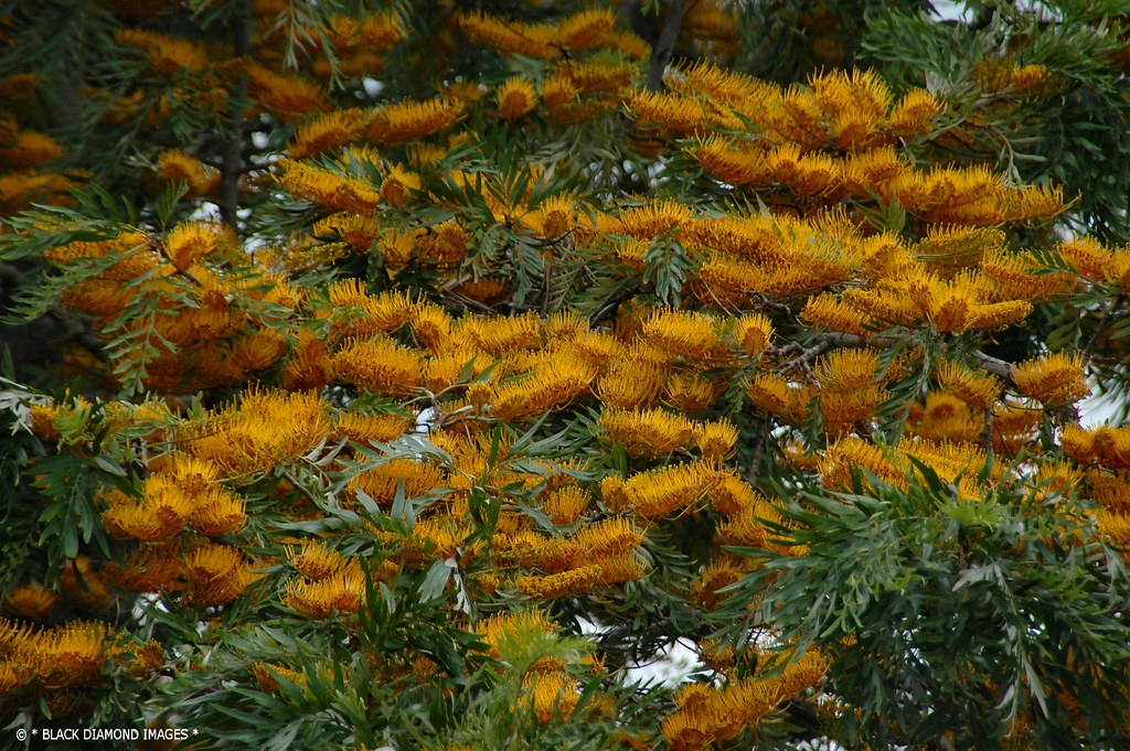 Grevillea robusta Silky Oak Copyright All Rights Reser… Flickr