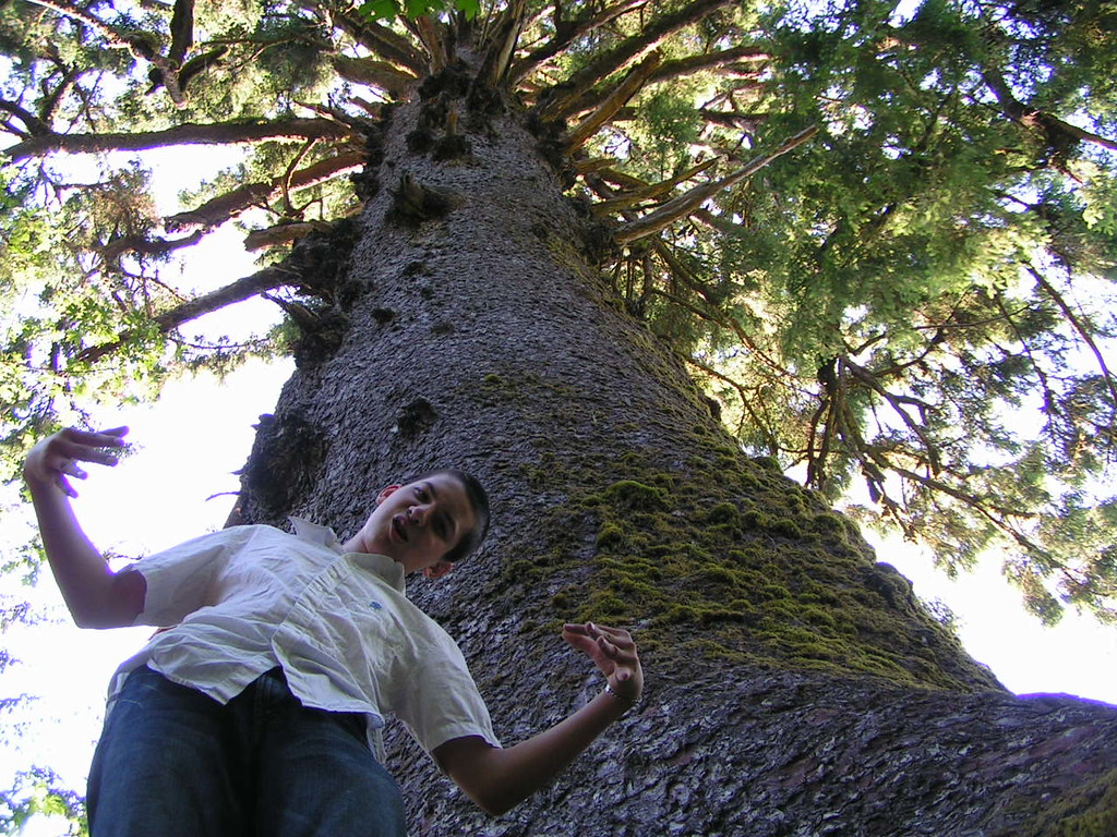world's tallest sycamore tree 3 yo, that's tall. wonderoutloud Flickr