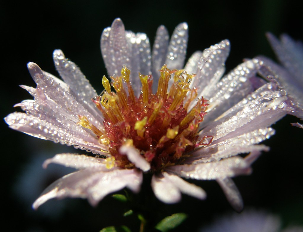 aster Michiel Thomas Flickr