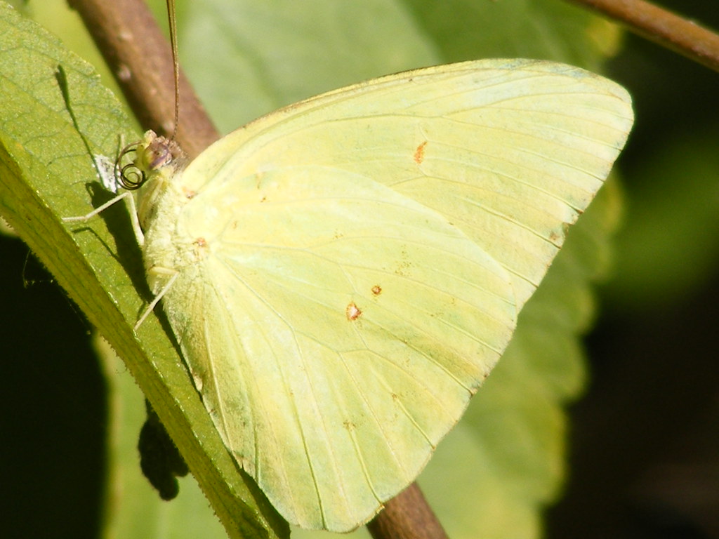 butterfly Yellow butterfly in garden. touterse Flickr