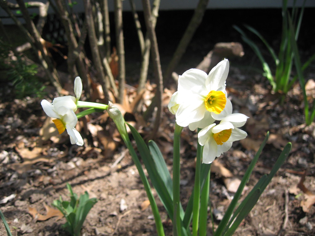heirloom daffodils. spring gardening. april 2008. stephanie