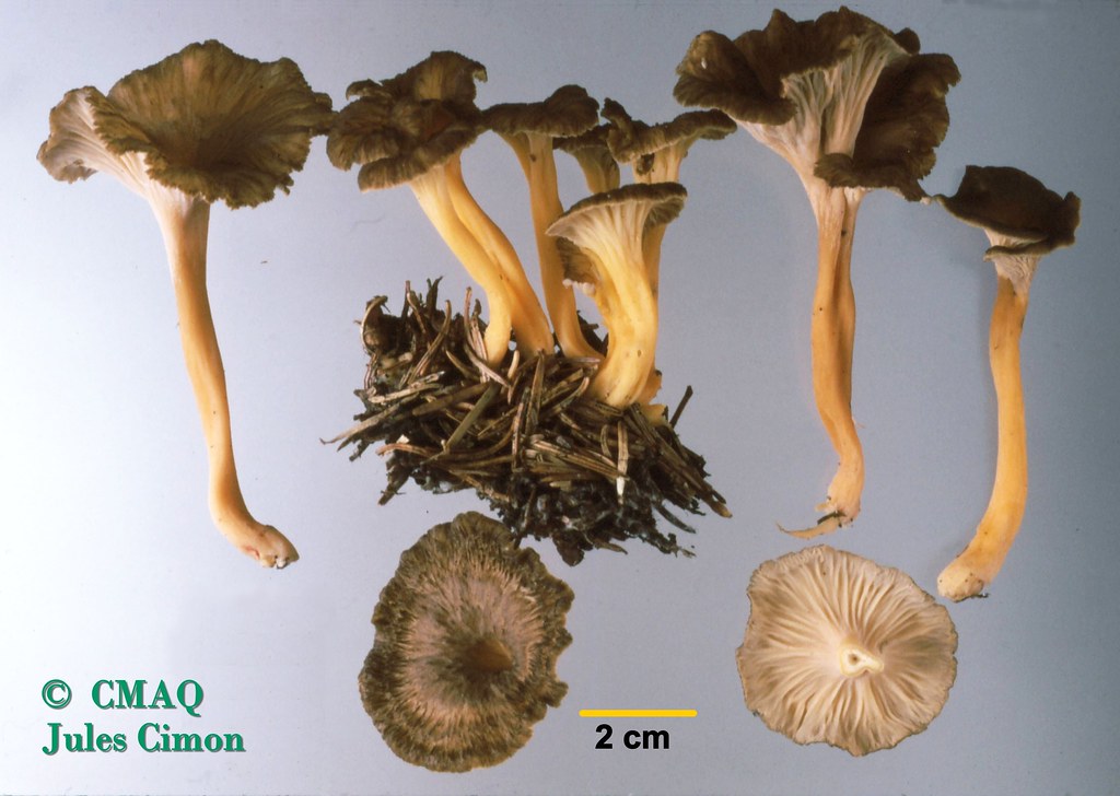 Craterellus lutescens / Chanterelle jaunissante Jules Cimon Flickr