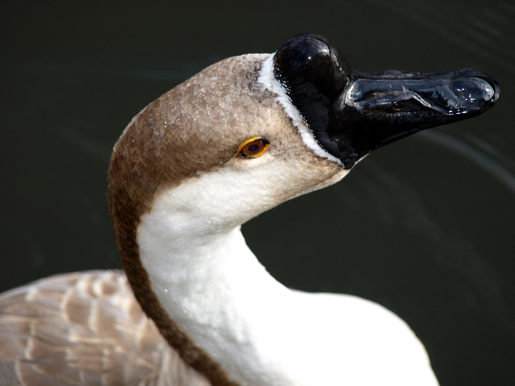 goose profile kosher pickle Flickr