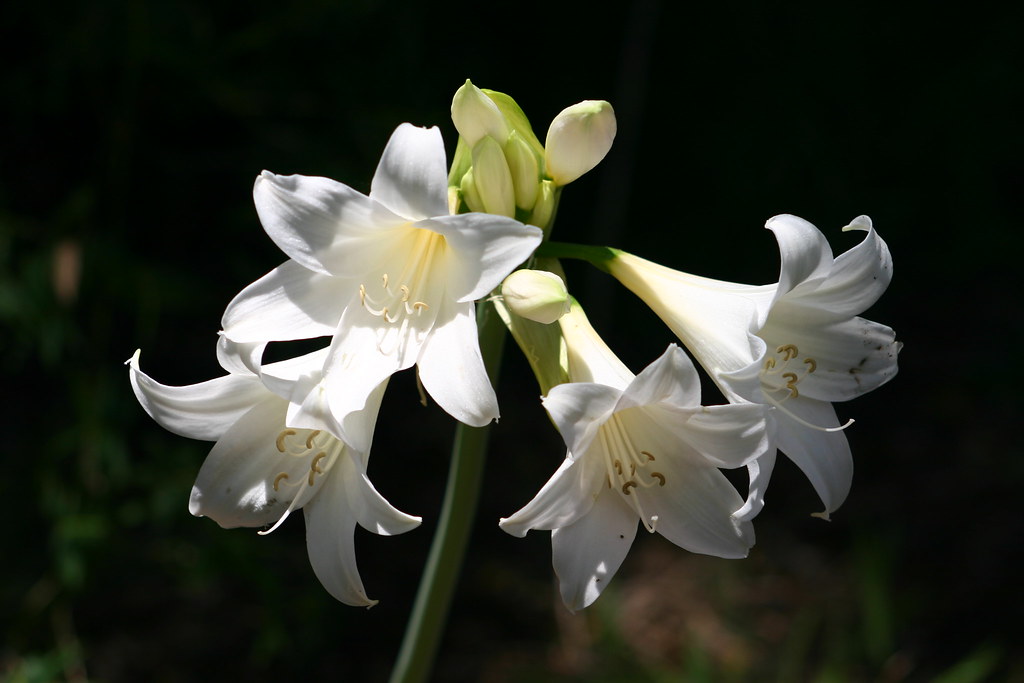 White Lily Flowers HerPhotographer Flickr