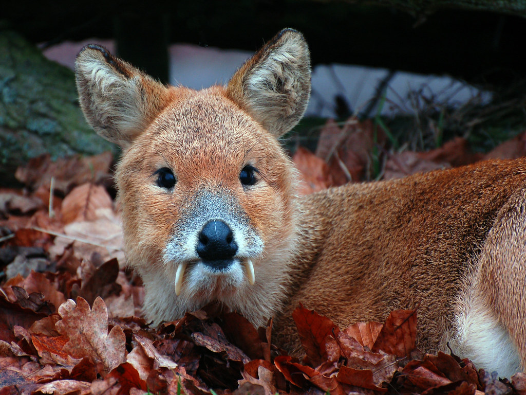Chinese water deer Tusks and no horns Frances Flickr