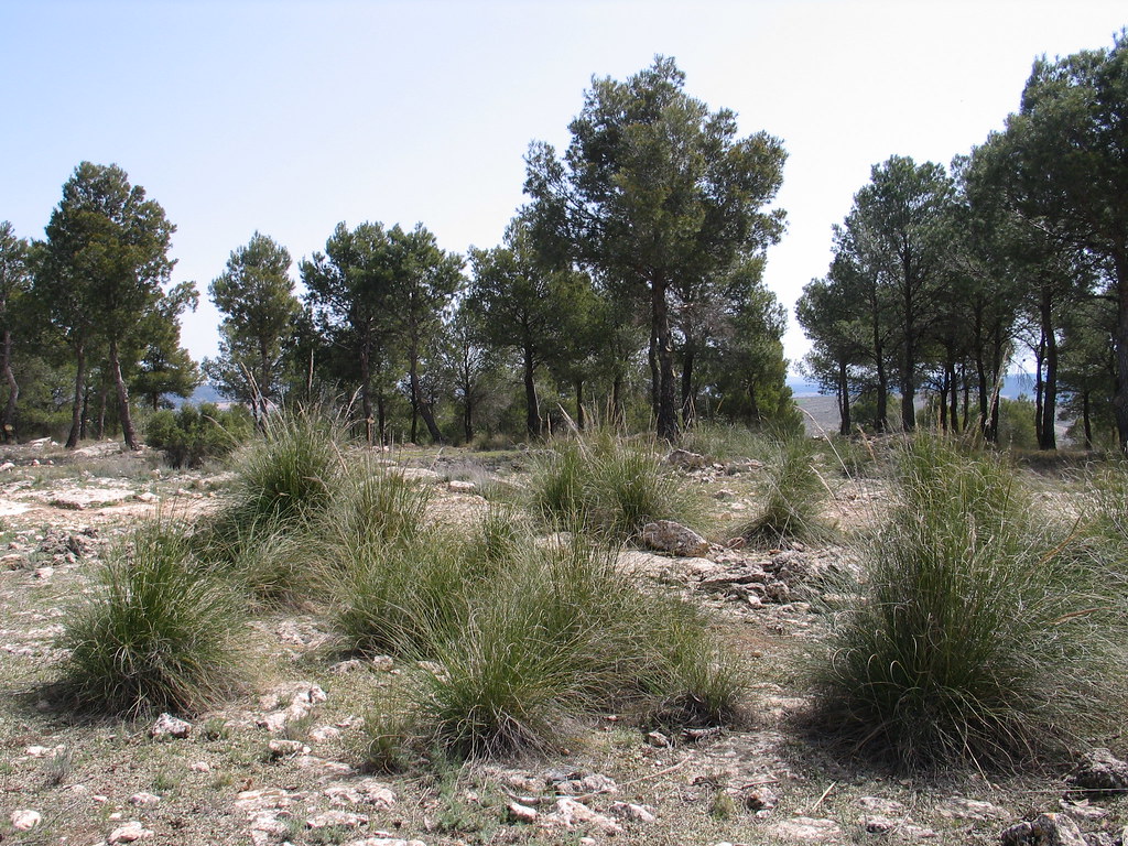 Stipa tenacissima / Esparto grass Albacete, Spain. Fam Poa… Flickr