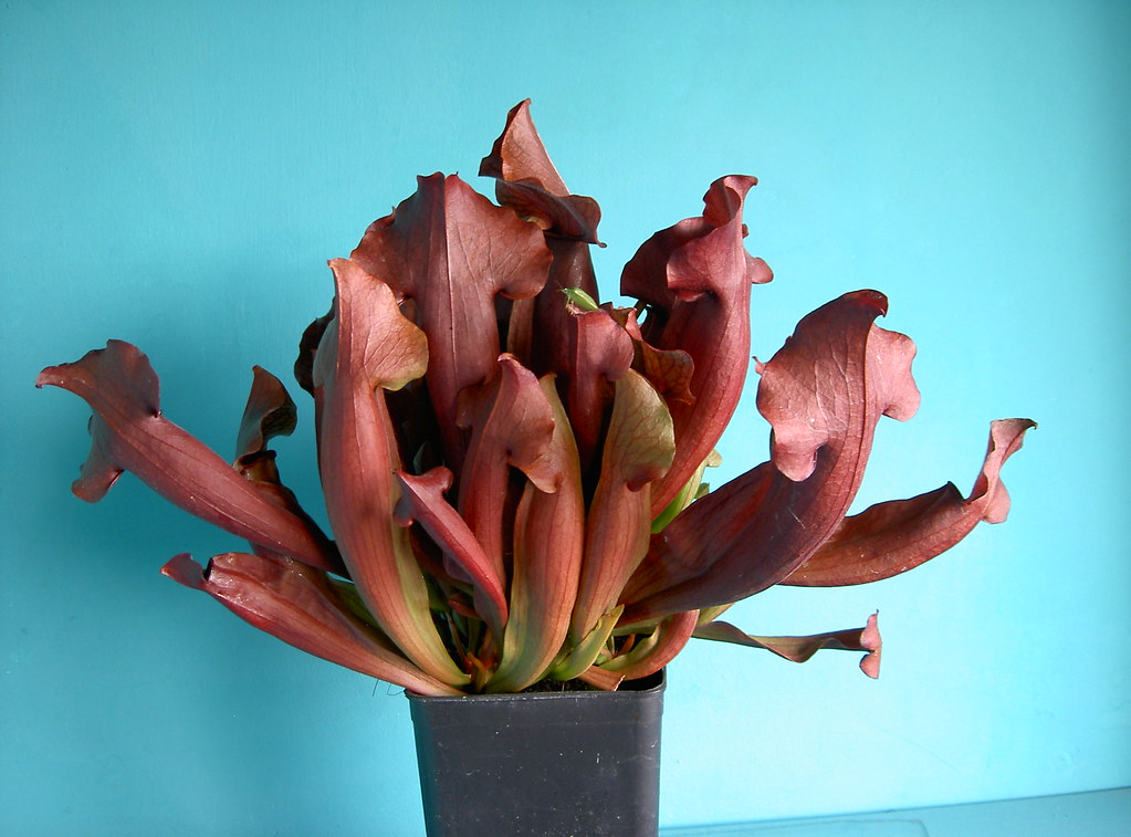 Sarracenia x chelsonii 2007 0922 Massimiliano Flickr