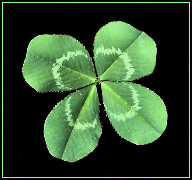 Lucky Four Leaf Clover a photo on Flickriver