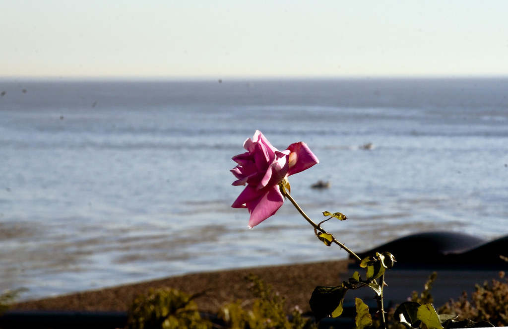mignonne... .. allons voir si la rose qui ce matin avait d… Flickr
