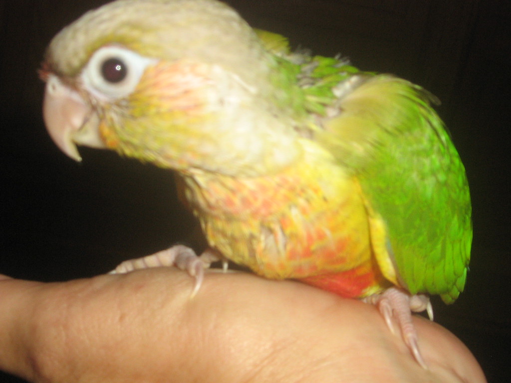 Baby Pineapple Green Cheek Conure Handfed Pineapple Conure… Flickr