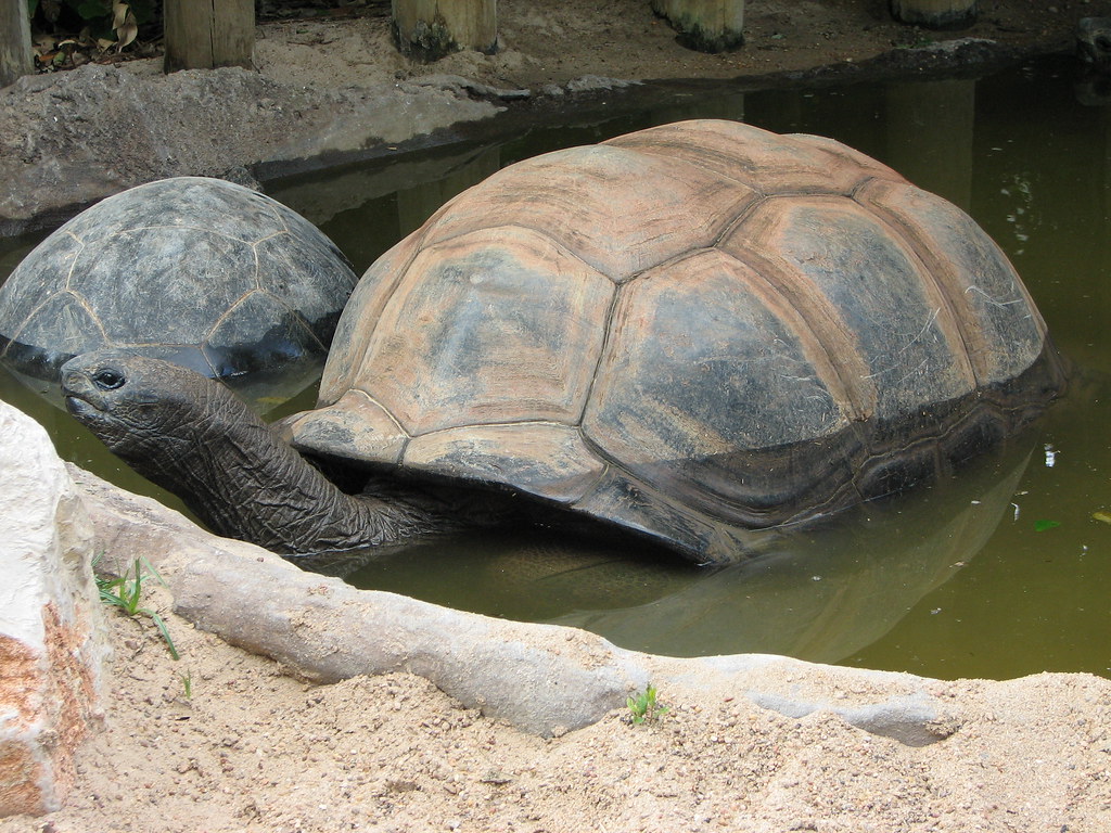 Giant Tortoise Aldabra Tortoise at the San Antonio Zoo. Th… Flickr