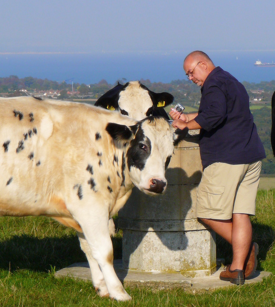 Cows are So Intelligent Isle of Wight Who ever said