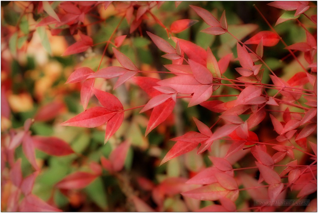 burning Nandina domestica Common Names heavenly bamboo, n… Flickr