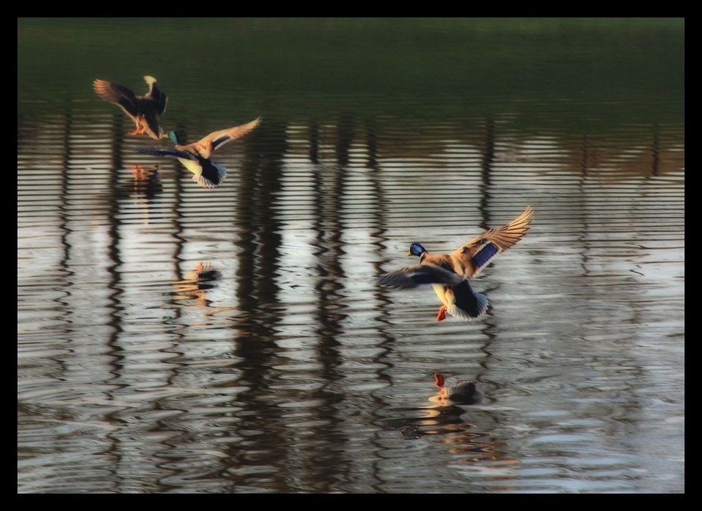 Takeoff Barth Pond, Patriot's Park, Downers Grove, Illino… Flickr
