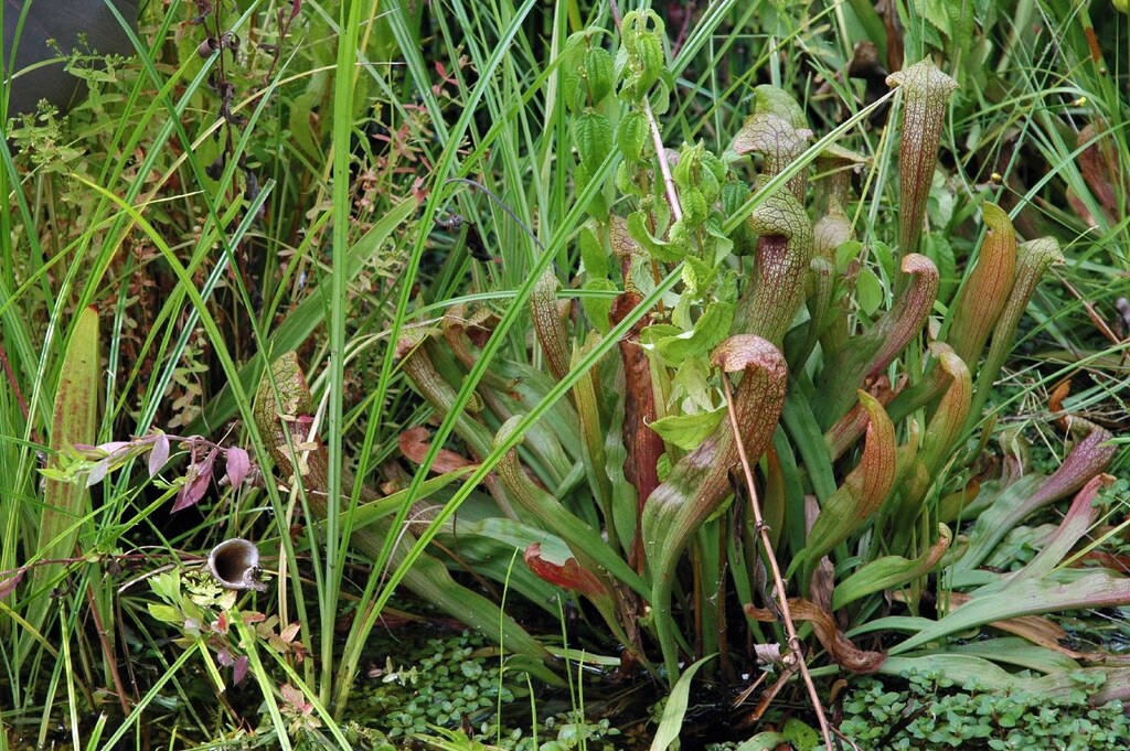 rock city 023b Carnivorous pitcher plants in the Bog Garde… Flickr