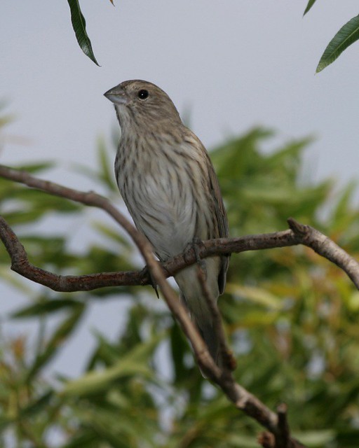 Saffron Finch (Sicalis flaveola) Saffron Finch female Si… Flickr