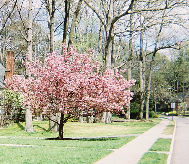 Cherry Blossom, Forest Avenue, West Caldwell, NJ There is … Flickr