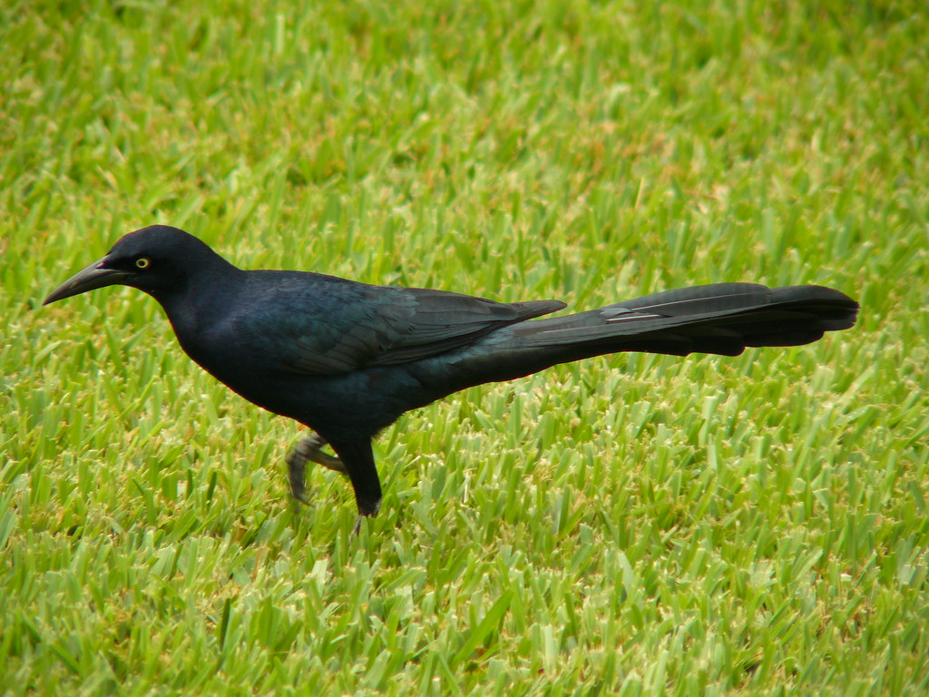 Mexican Birds Great tailed grackle Jaco Visser Flickr