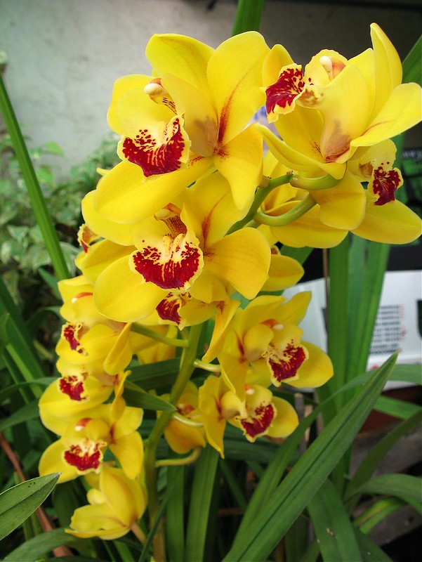 Cymbidium Orchid 1 (Yellow Flower, Red Lip) Joey’s Plants
