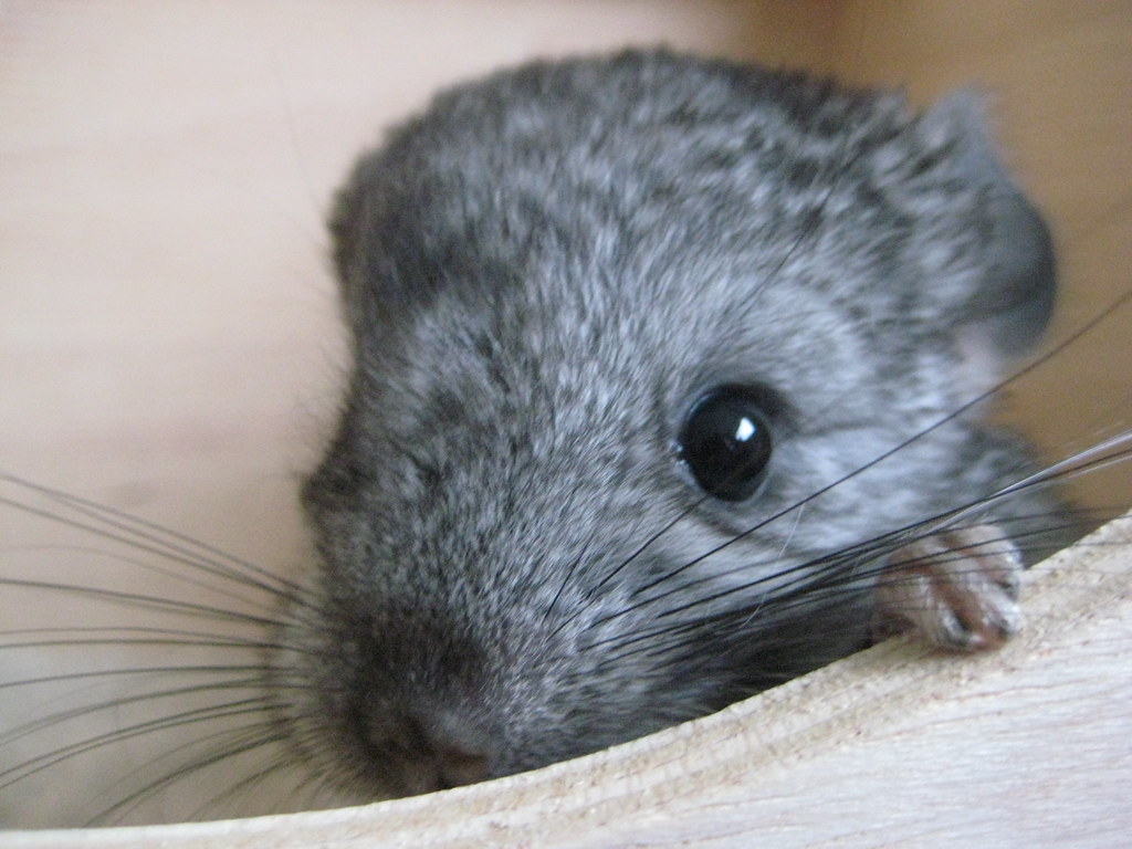 Baby Chinchilla Chinchilla Set from 1 month
