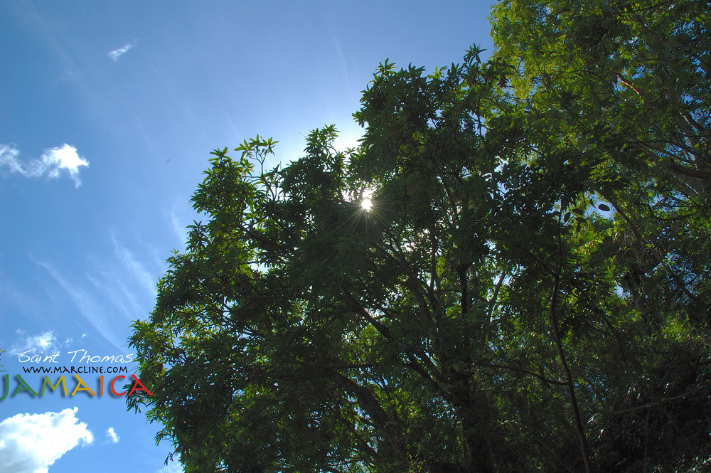 Sunshine from Sunning Hill Jamaica Mokko's yard is in Sunn… Flickr